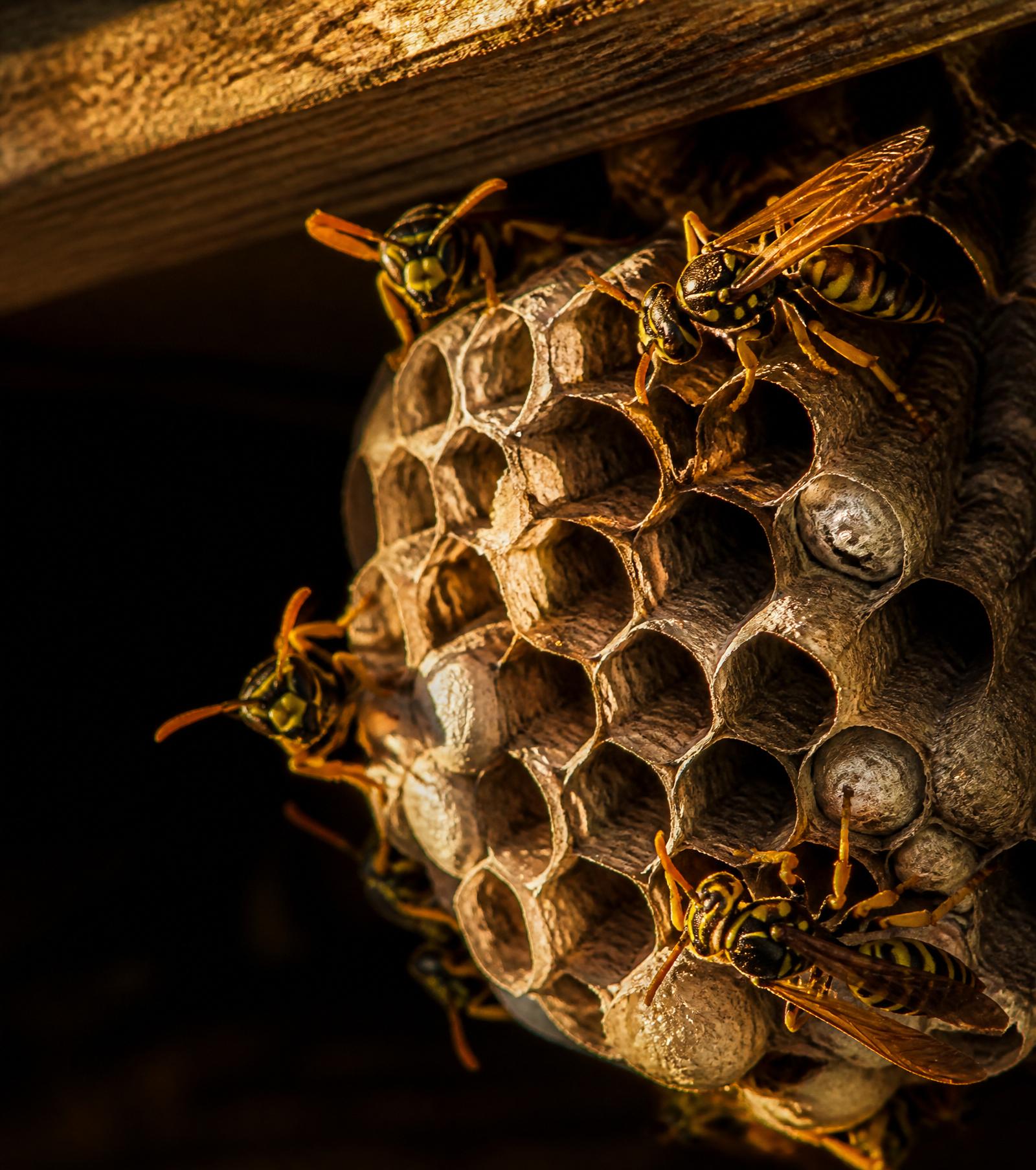 Wespen – Vespula, Dolichovespula